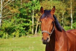 Heideranch Pferd reiten
