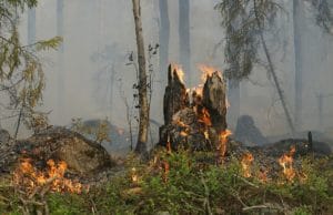 Waldbrandgefahrenstufe