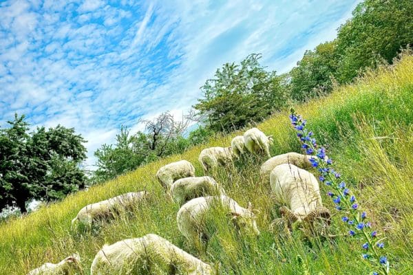 Schafe in Nietleben
