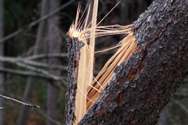 Orkan Wald