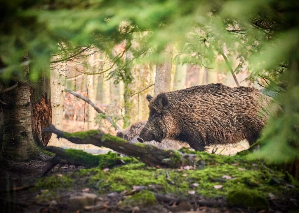 Wildschweine im Heidebad